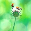 Print A4 "De fleurs en fleurs"