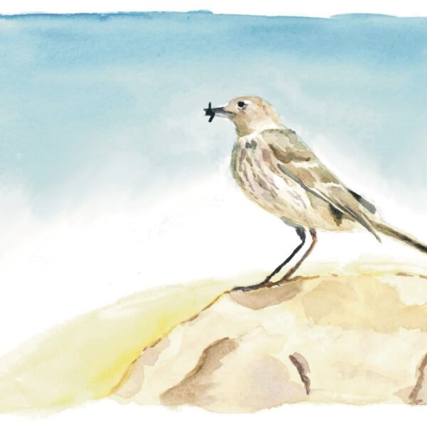 A5 - Aquarelle originale "Pipit maritime"