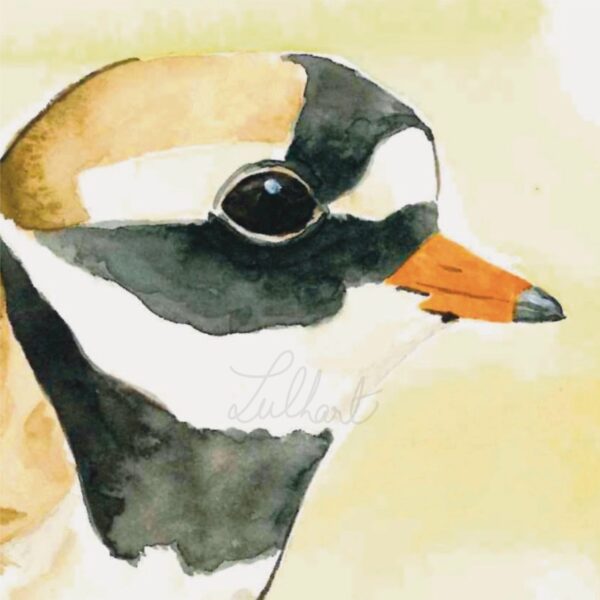 A6 - Aquarelle originale "Grand gravelot"