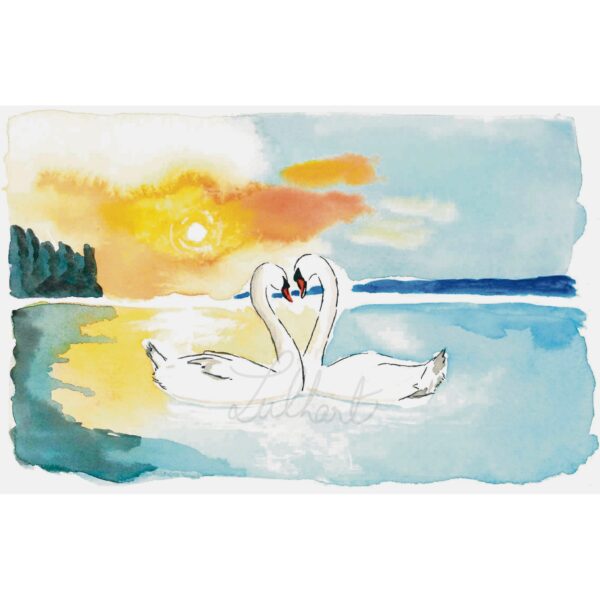 A5 - Aquarelle originale "Cygne tuberculé"