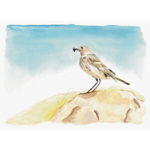Illustration_sans_titre 40 A5 - Aquarelle originale "Pipit maritime"